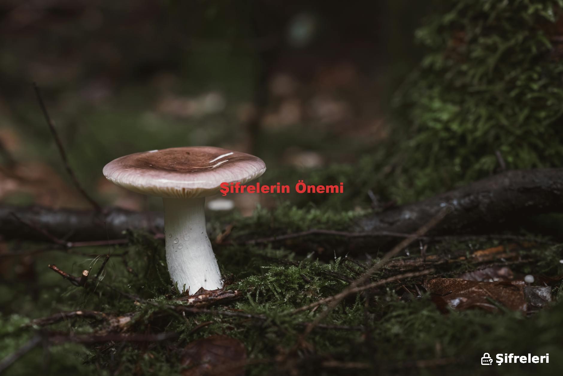 Şifrelerin Önemi