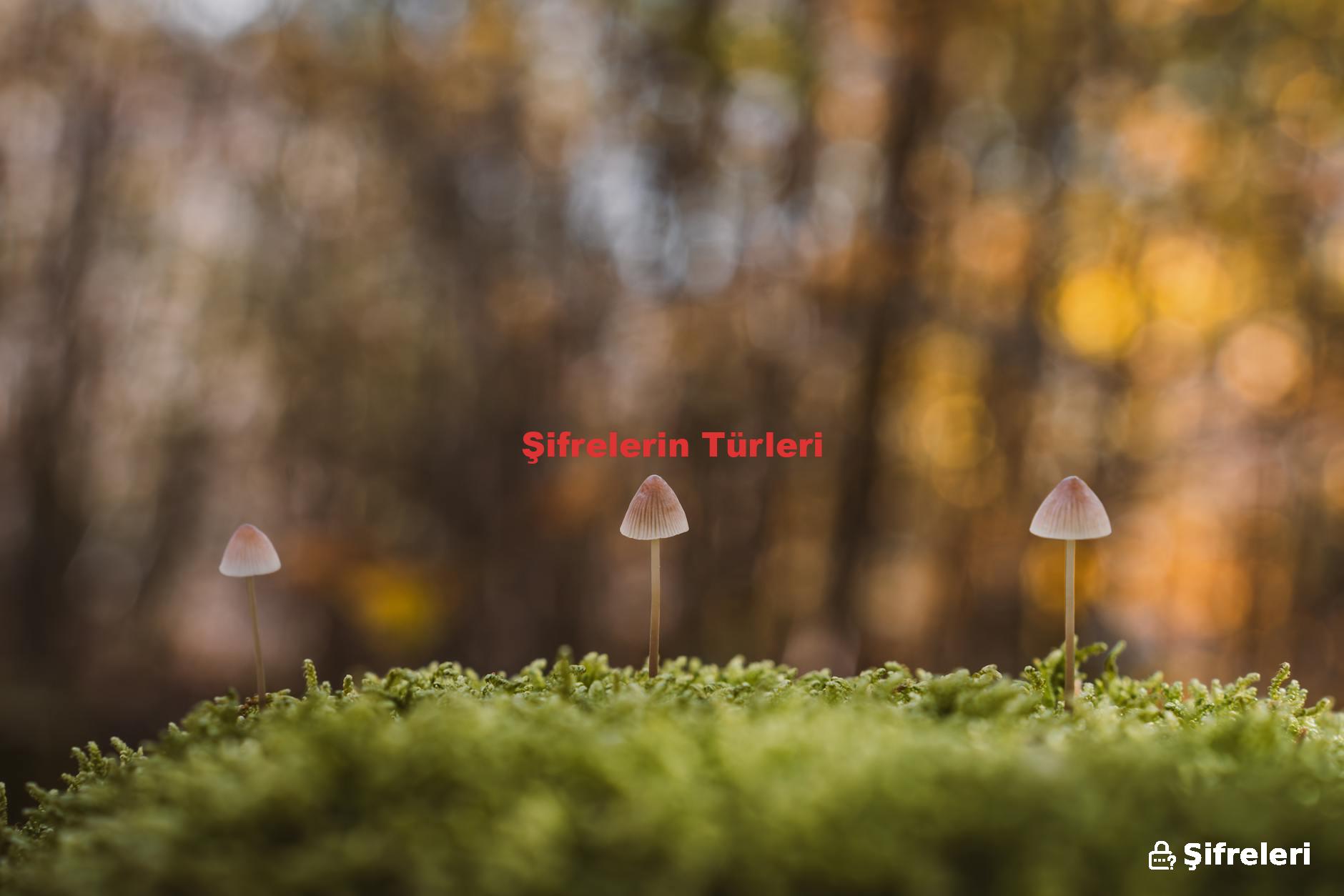 Şifrelerin Türleri