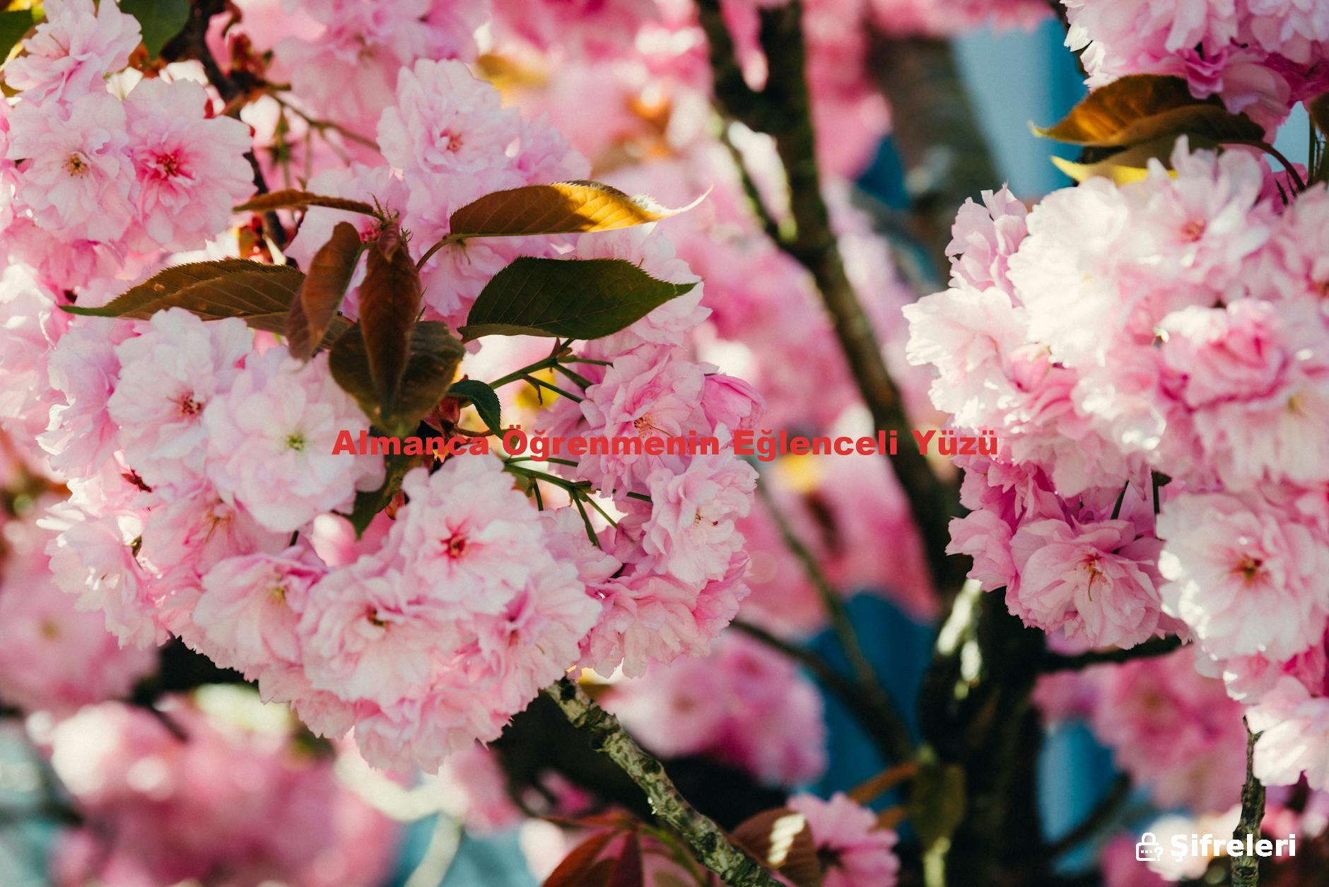Almanca Öğrenmenin Eğlenceli Yüzü