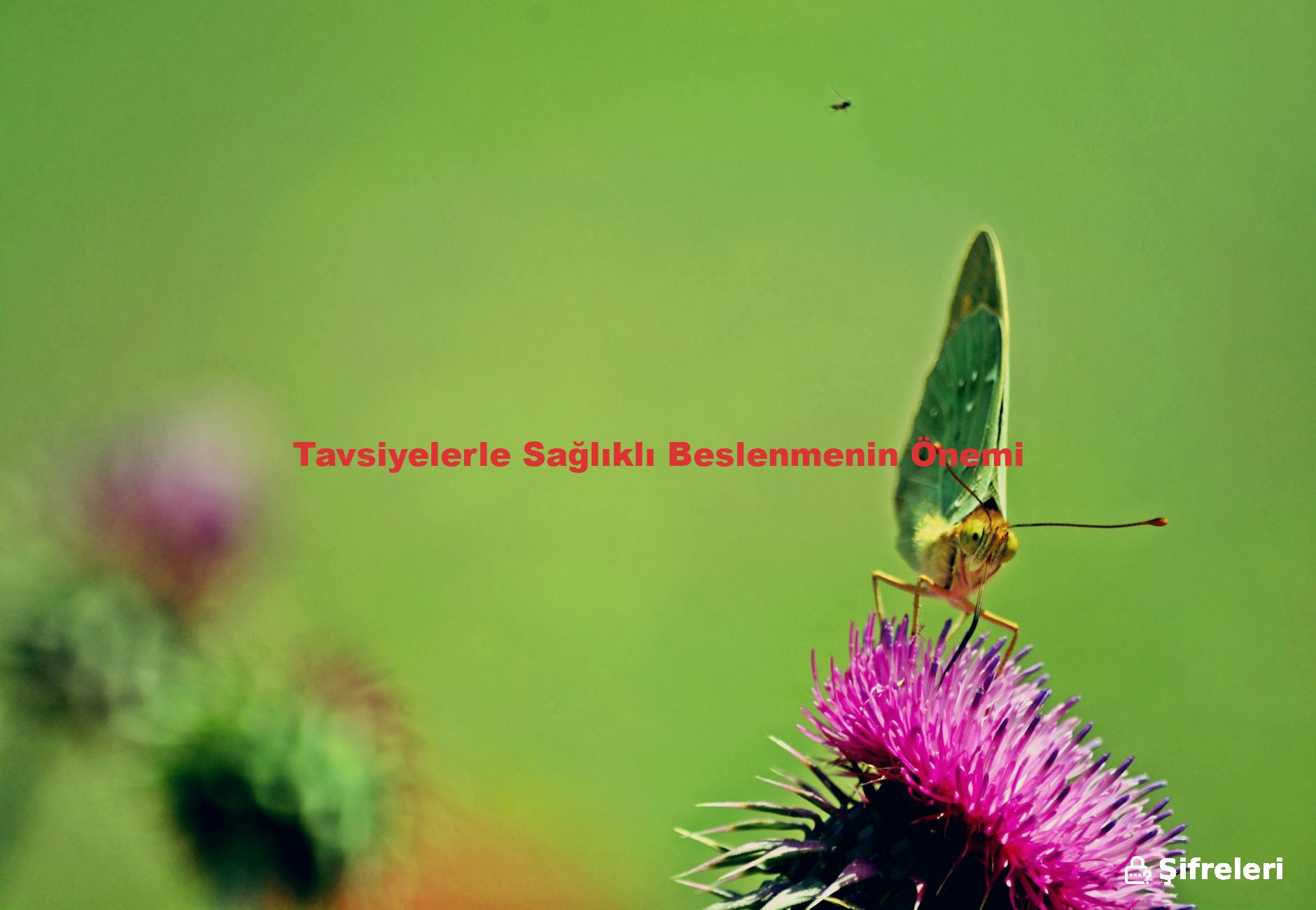 Tavsiyelerle Sağlıklı Beslenmenin Önemi