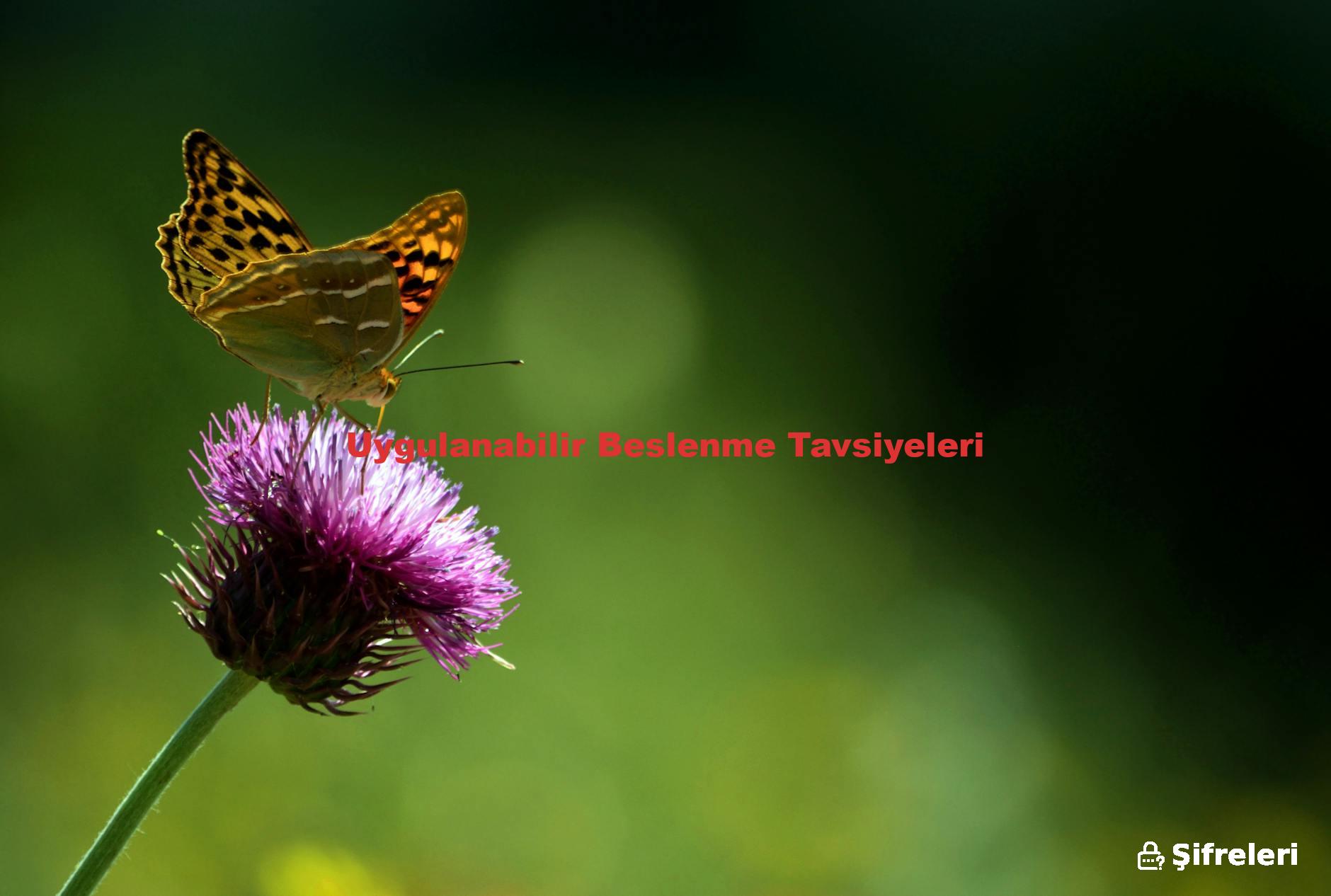 Uygulanabilir Beslenme Tavsiyeleri